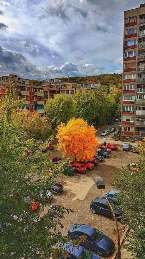 Apartman Nikolic Bor Kültér fotó